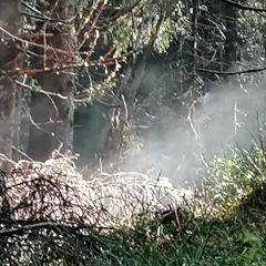 Skogens symfoni