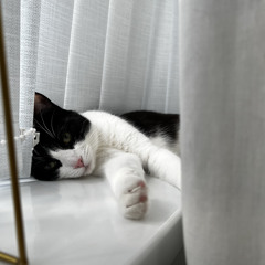 sometimes im alone cat song