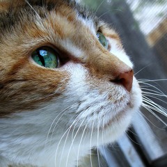 Rob Van Der Guy - Eyes Of My Angel