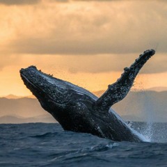 "Thar Be Whales!