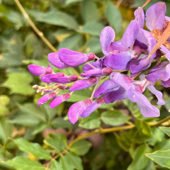 Lavendar Petal