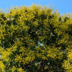 1626 Décalcophonie Ambient et Dodécamaniaquerie Spatiale 1er juillet 2025 master