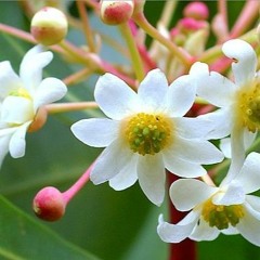 La flor de la canela de Chabuca Granda por TRASTEVERE