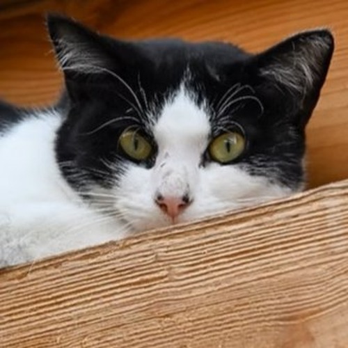 Stream Körbchen gesucht vom 14.10.2026 - Katze Elfi by Antenne Bad Kreuznach
