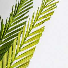 Palm Sunday Parallax - He Who Sits