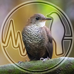 Scaly-breasted Wren,  Microcerculus marginatus