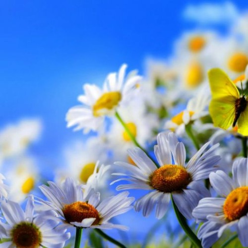 Stream Amapiano Mi audio background ☹️FREE DOWNLOAD by Black Robe