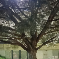 MNG mashup (TRIF'ERET ptite sœur neophron/ tu tiens a la vie guigoo)