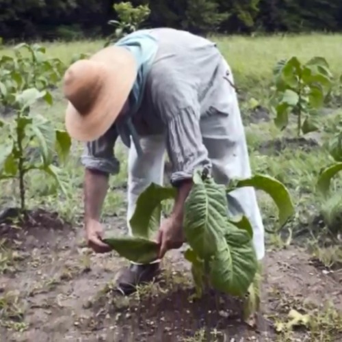 Stream episode Tobacco Industry, South Carolina by Be Here Stories |  Stories from Main Street podcast