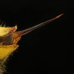 e.Coupler - Wasp Sting