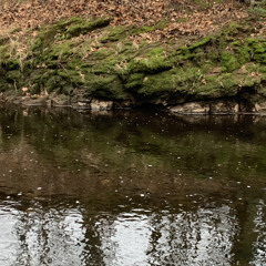 Between a Weathervane and a Bear Skin