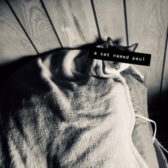 A Cat Named Paul - 2019 Version