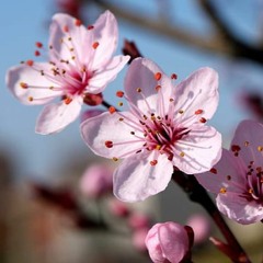 Last Sakura Blossoms
