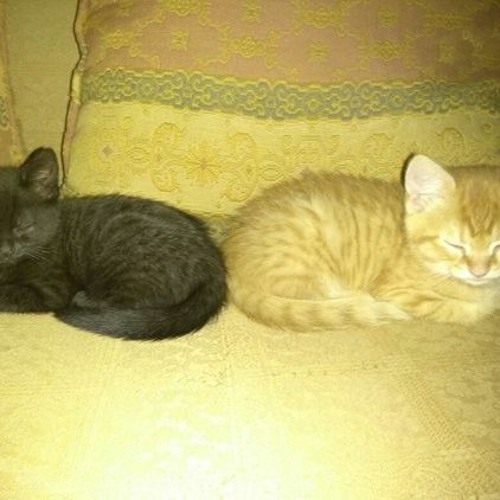 Soft waves the secret bear