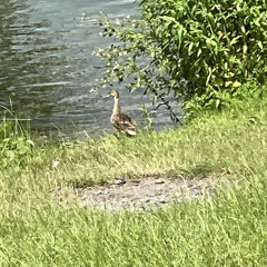 anxious (heylog/sewerperson)