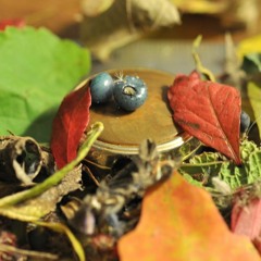 Another Sunday Passes