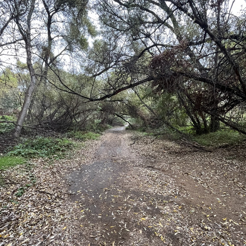 Say What U Want (Kimi $zn & MoonGang)