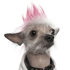 Funk à chien #1