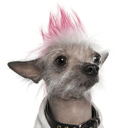 Funk à chien #1