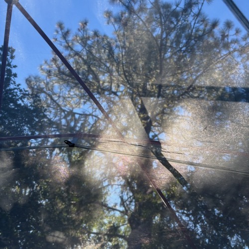 friday in the forest