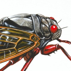 Cicadas In My Head