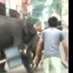 Elefanten video instagram original the elephant video reel elefanten video instagram reddit