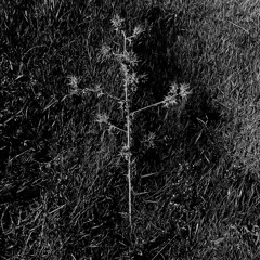 unpresence
