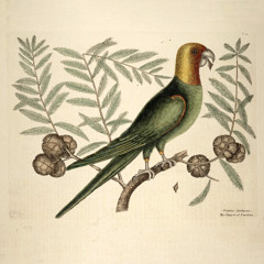 Eternal Birds of Paradise