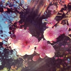 spring-time minimix
