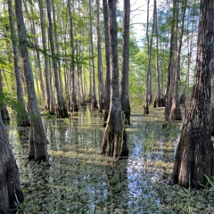 Big Cypress Preserve - Education Trail Thunder Storm