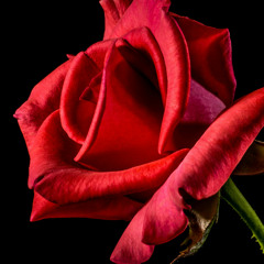 Wanna make her my wife