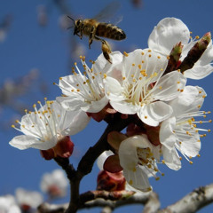 CƠM ĐOÀN VIÊN REMIX MK ft NGỌC VĨ - MINH THIỆN