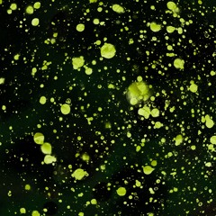Particulate