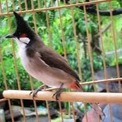 Tải Tiếng Chim Chào MÀO MỒI