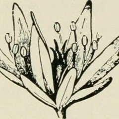 ZAFARAN زعفران