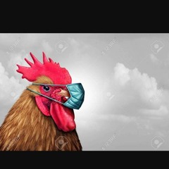 ABG Billy Chicken - Jigglate Pt.2