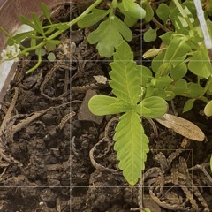 IVOXYGEN - home [remix] custom-edit-by-1991cosmoyasher