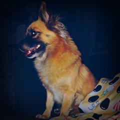 Pomchi Strain (prod.alesbaaa)