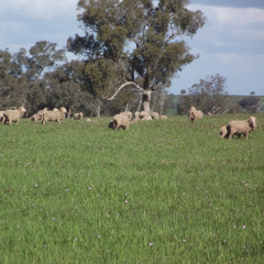 17 Managing pregnant ewes grazing cereal crops