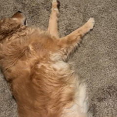 song w tg i guess imma call this shit like idk i bought snacks today tbh n today was chill js hanging out w my dog lmk what yall been doing in the comments shoutout tgwog