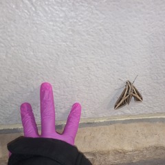 Pookies requiem open verse