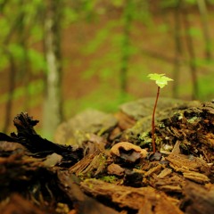 The Good Earth Calls