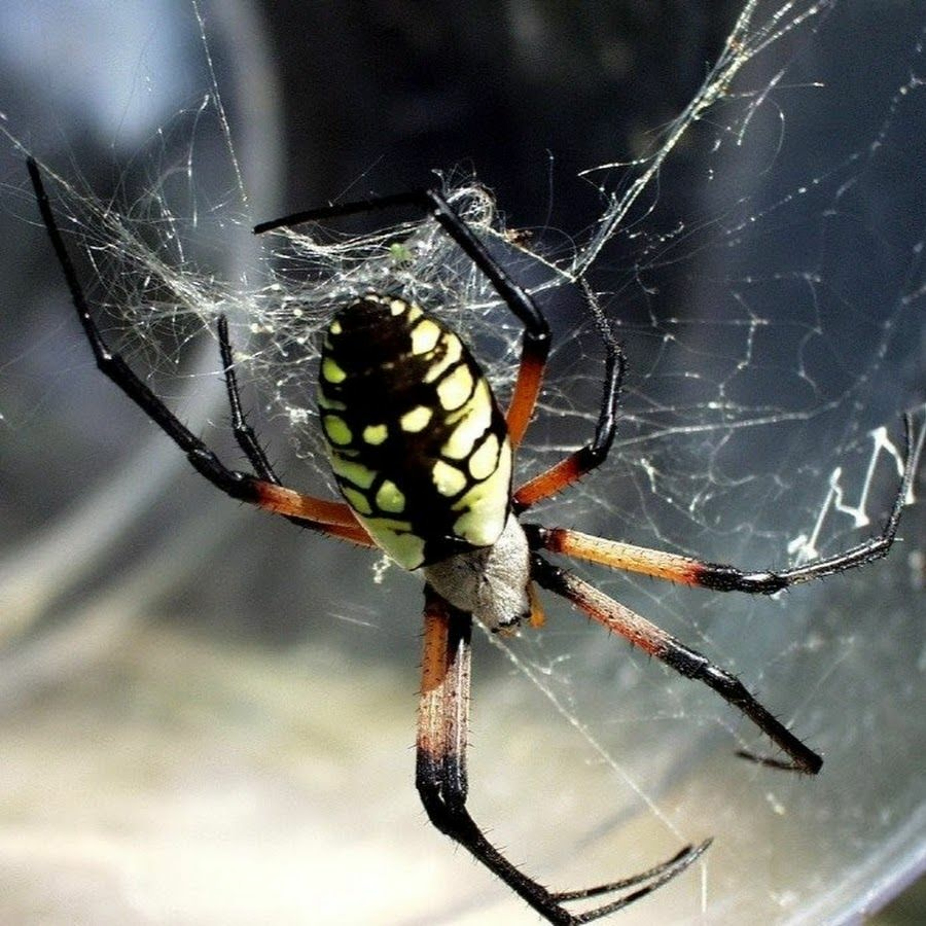 DJ ARAÑA