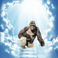 Harambe
