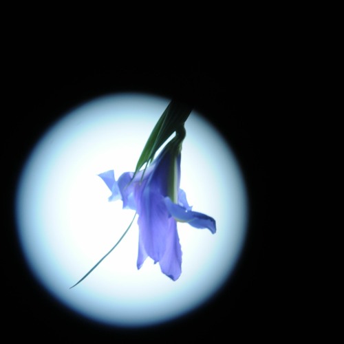 明月‘ Full Moon - Vivibirdy
