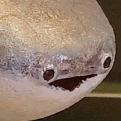 This Fish
