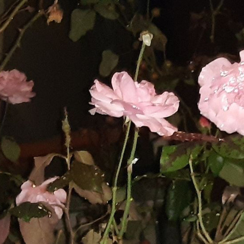 souls /honeybun prod me