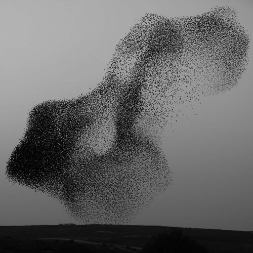 Murmuration