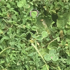 | 🌿Welcome to the Wooooodss 🌲| 1 : Connected !