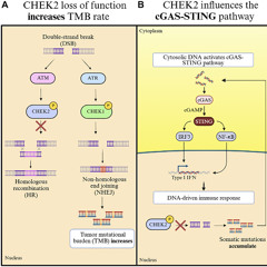 CHEK2 Identified as a Potential Target to Improve Immunotherapy in Solid Tumors